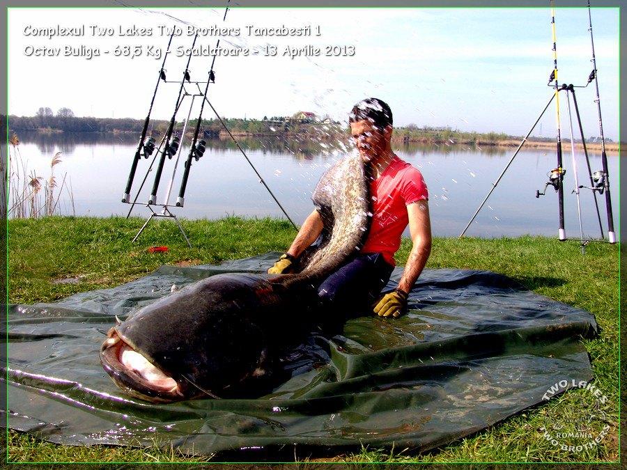 catfish pe tancabesti - 532294378823232231420289965399n.jpg